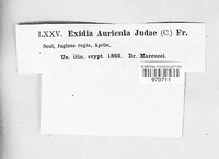 Auricularia auricula-judae image